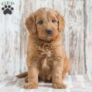 Jedrick, Mini Goldendoodle Puppy